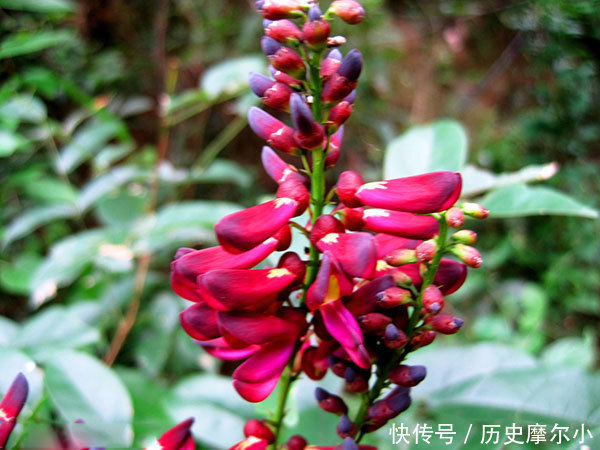 一味鸡血藤,养生大功效用得好,能搞定身体8种常见疾病