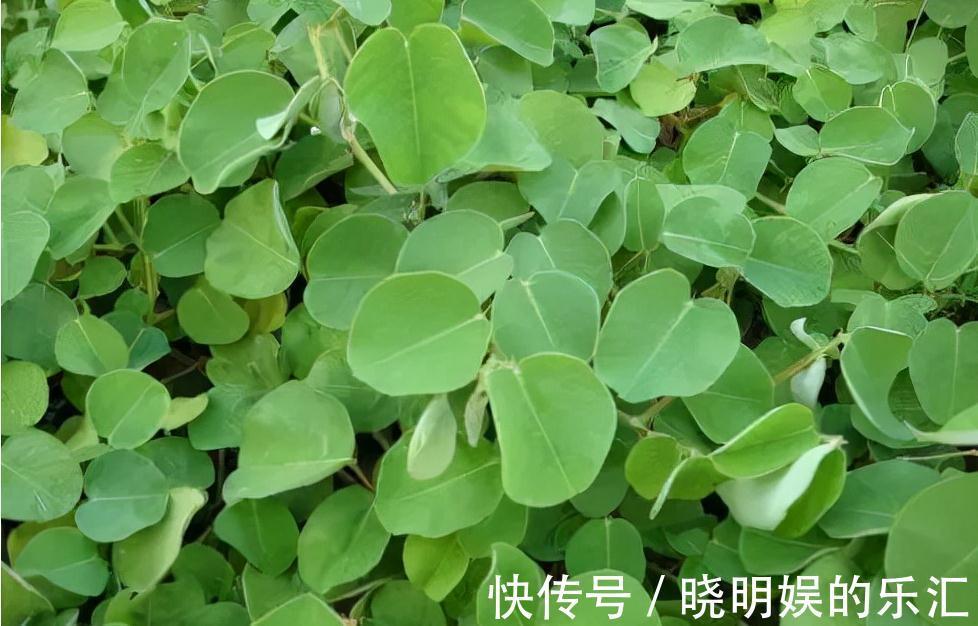 金钱草|在农村的朋友,若遇到这种野草不要踩,它价值珍贵,对结石很有效