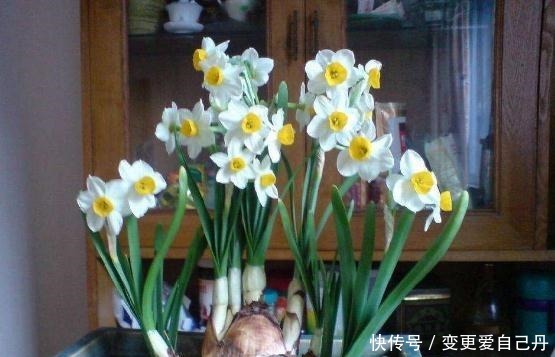 客厅和阳台,别养4种花,作为“毒花”的它们,对健康不利!