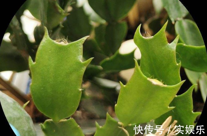 花苞|蟹爪兰长出这种叶子,立马掰掉它,嗖嗖冒花苞!