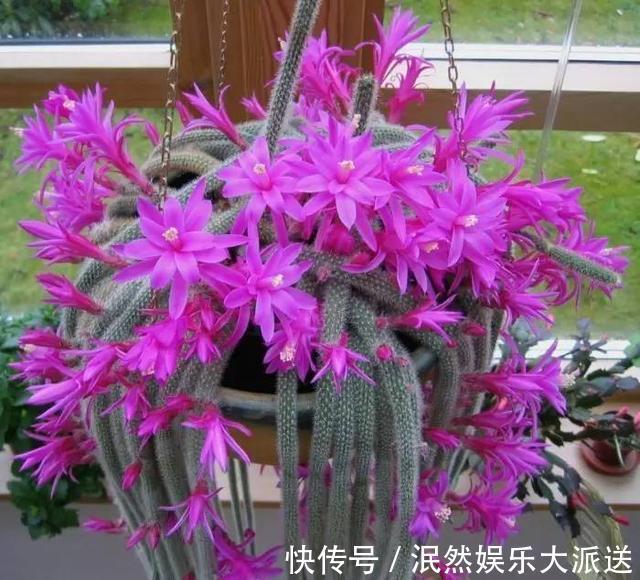 别养多肉了 养盆 白檀 花 样子似毛毛虫一样 还能开红花 粉紫色