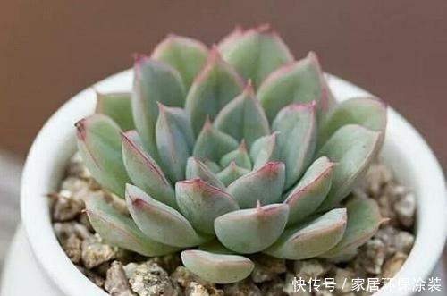 多肉植物|丑的没法看的多肉月亮仙子,立夏后清冷漂亮,还好没丢掉