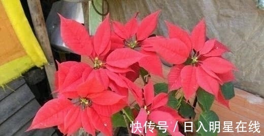 月季|这5种花,不要钱也不能养,全都有毒,养了后悔都来不及