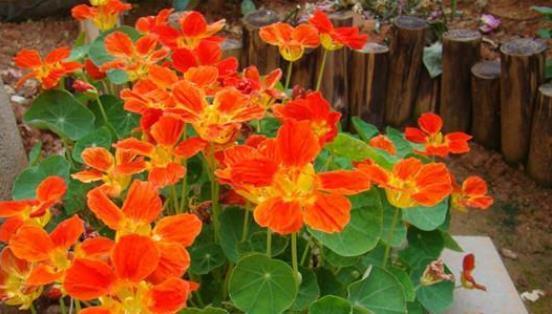 种子发芽温度|养花却不知道什么时候播种,看了此个就知道了