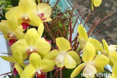 直射光|蝴蝶兰开花后要如何养护管理，才能让它再次开花，甚至年年开花