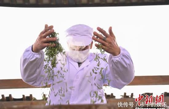  广西侗乡20万亩早春茶立春开采