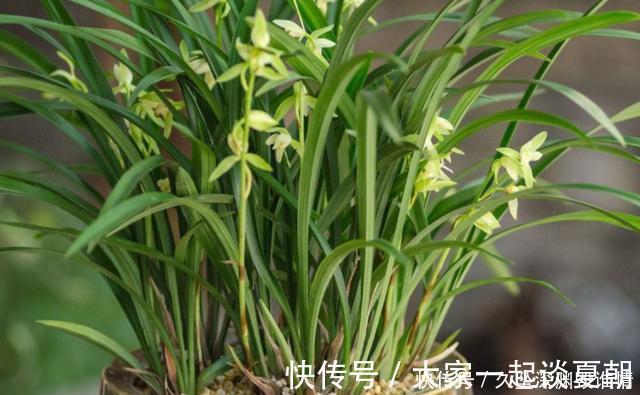 多元素|兰花一年只用2种肥，选对时机用，蹭蹭冒新芽，呼呼长花苞