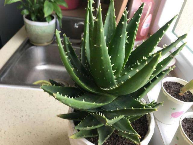 盆栽|夏季养芦荟,比起光照浇水,有“一点”更重要,侧芽多、长爆盆!
