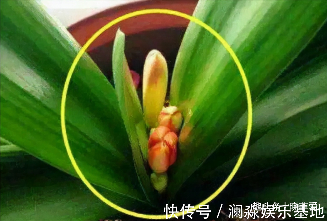 君子兰不开花,叶子有“信号”,你知道怎么把它养开花吗?