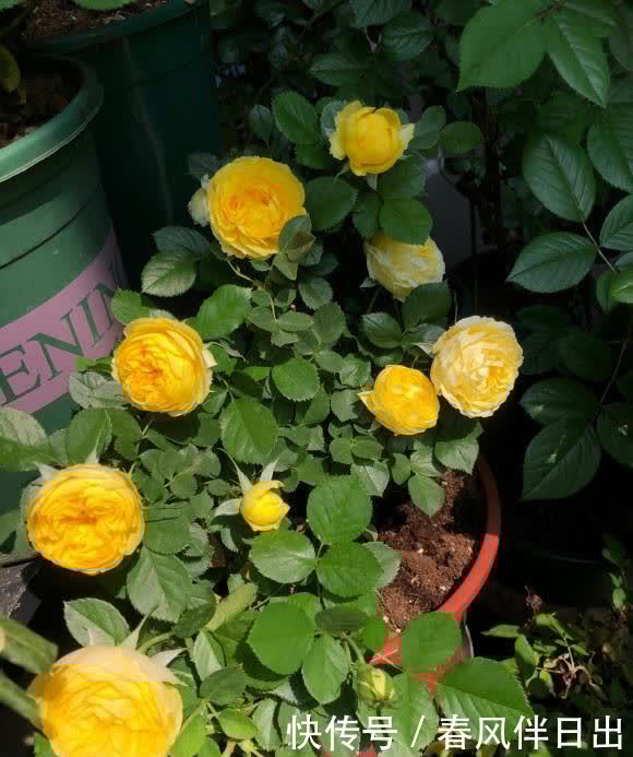 月季花用大盆养，空间大，根系长得密，侧芽越多，开花越多