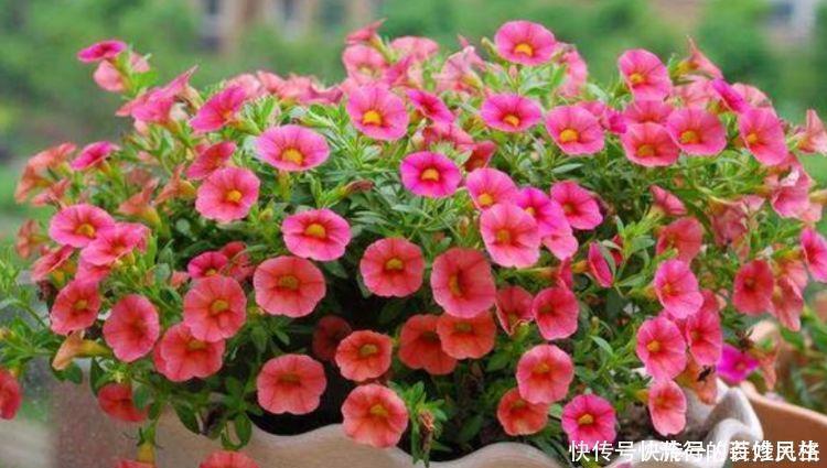 阳台养花就选4种，一开就是大半年，阳台一直都是“小花园”！