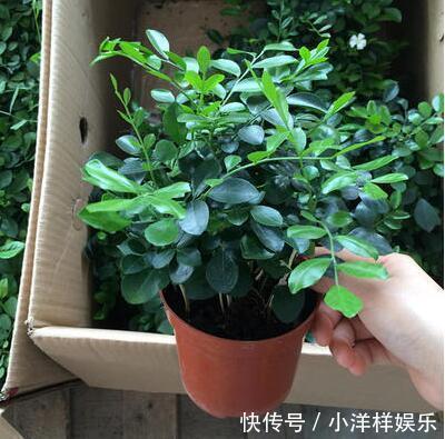 树苗|老大爷偷偷告诉出门见到此树苗,赶紧悄悄带回家,来年大丰收