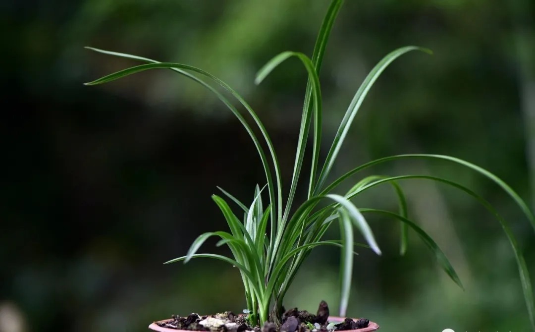 兰花浇水，“干透再浇”和“想浇就浇”，哪个更好？