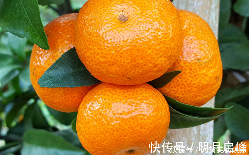 砂糖|“砂糖橘”都是带叶子卖,究竟是什么原因,原来里面藏着“猫腻”