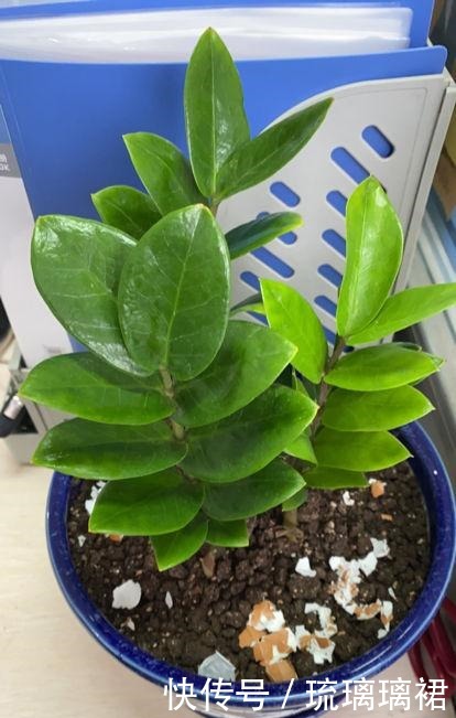 入秋后要及时修剪,不然6种花越长越丑!