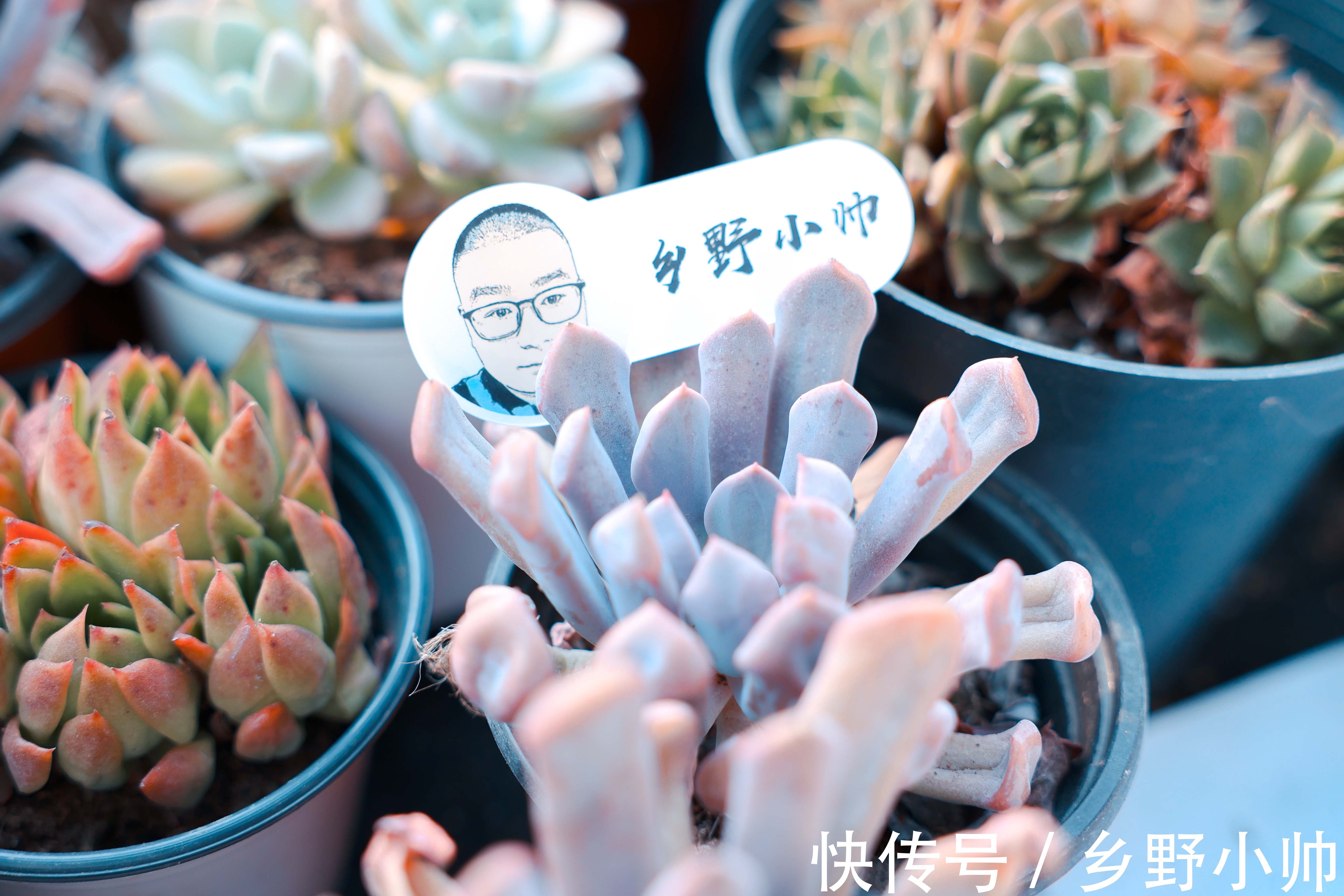 黛比多肉|黛比、丘比特,两种长得类似双胞胎的两种多肉,这样养护更漂亮