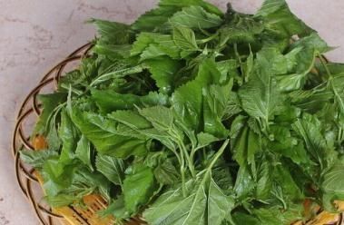 降血糖|桑叶真的可以降血糖吗?桑叶这样吃,降糖效果明显