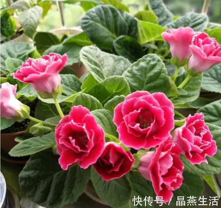 三角梅|4种花堪称贵族,开花时如梦如幻,尊贵大气,漂亮好养