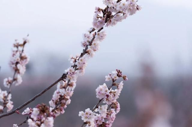 杏花|背靠五莲山！久负赏花盛名，今日一见确实惊叹