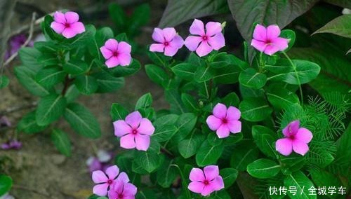 什么花四季开这3种别错过,天天在家赏花!