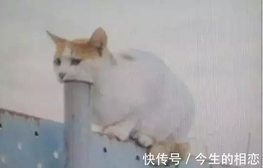 |搞笑段子：有哪些段子，能让人笑到肾抽筋？第99辑