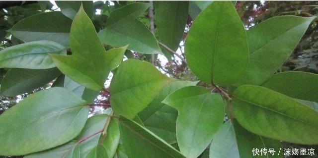 “这种树”中国特有,叶子一边是荷叶,一边是枫叶,见到请珍惜!
