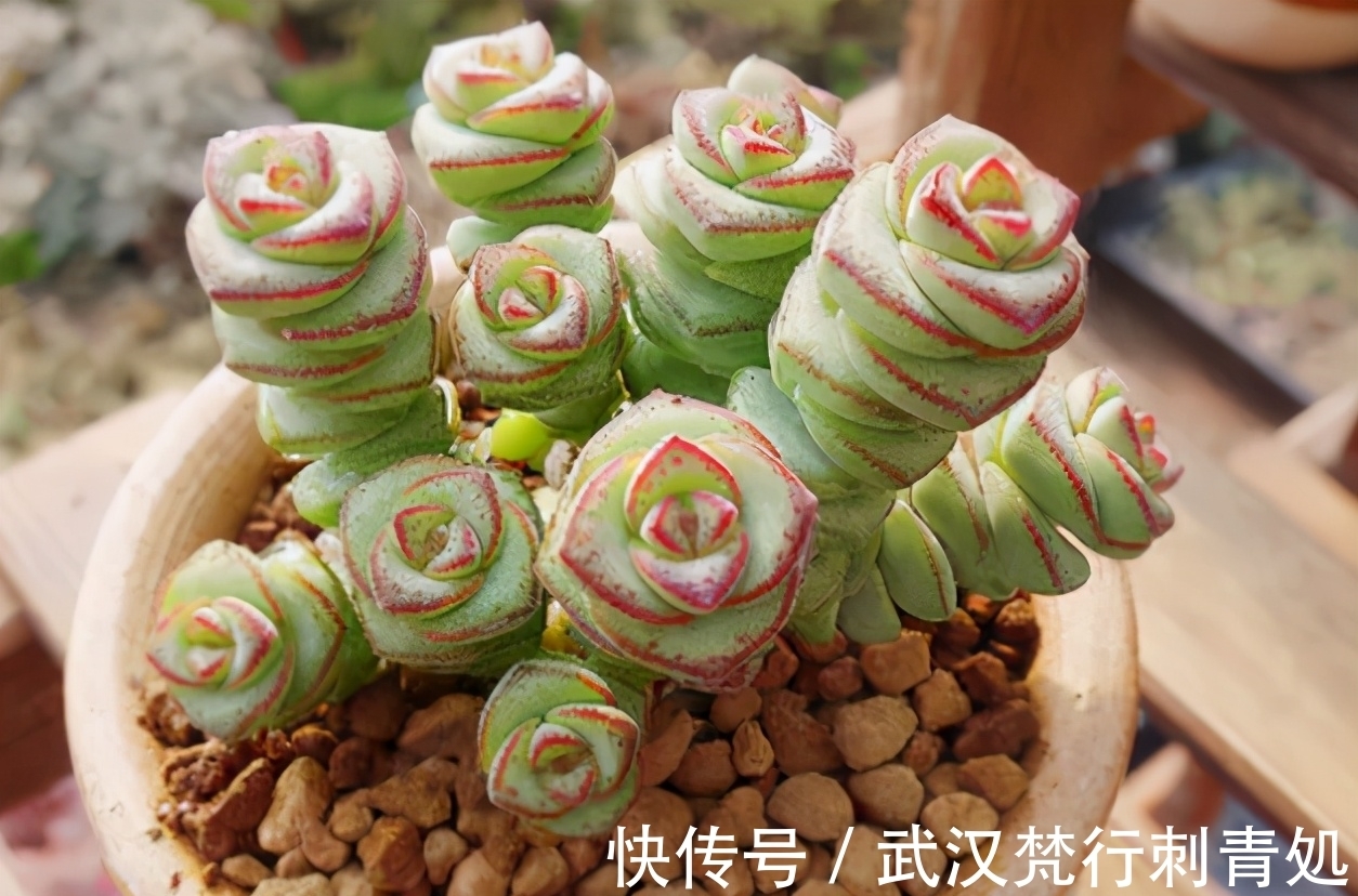 土壤肥力|作为养花新人,盆栽多肉该注意什么?“3招”就让叶子肥嘟嘟