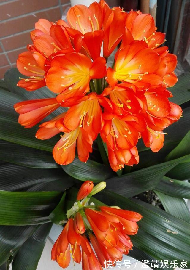 君子兰的“叶片”，别随便剪，否则一年都不会有花开，长不旺