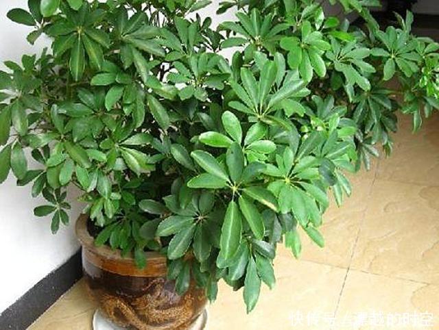 植株|3种花自带“财气”,家里养一盆,财源广进、日子越来越红火