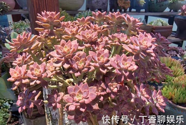 多肉|此8种多肉夏天不怕晒，反而越晒越好看，资深肉友都喜欢养