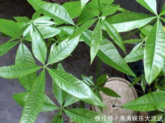 发黄|养发财树,做到这“2点”,嫩芽冒的多,开出花儿来,养好多年!