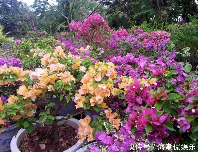 阳台上|三角梅在花期“开花少”,将“4点”把握好,开花99朵,变花树!