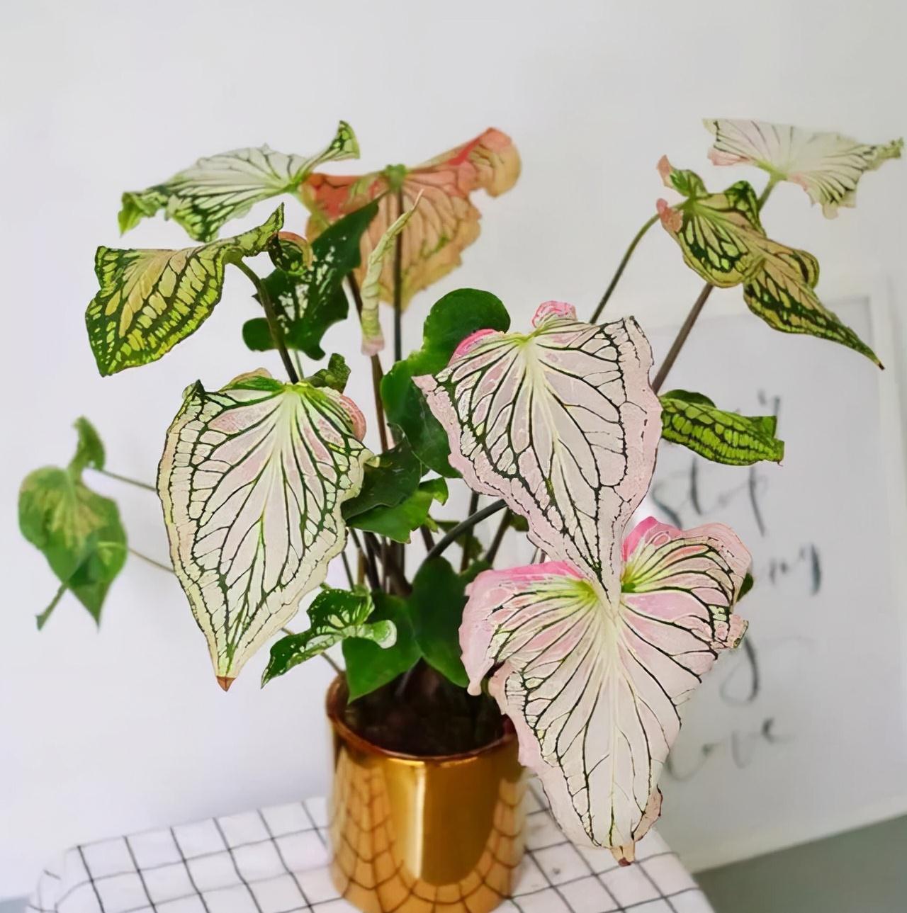 “10种花”好养又漂亮,有点散光就“生长”,花叶俱美,富贵大气