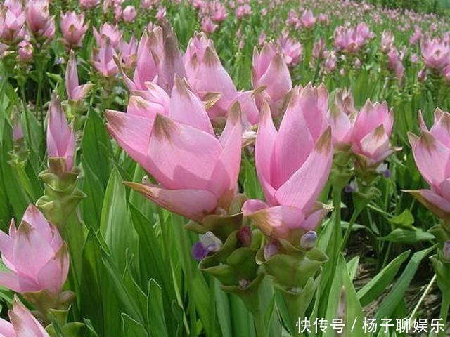 荷花|生在土里的荷花,开花一大朵,样子别致花期长,种一棵就赚了