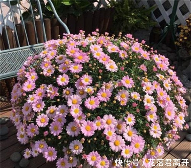 院子养花,不如养些“花中精品”玛格丽特花,姿态优美,开花繁密