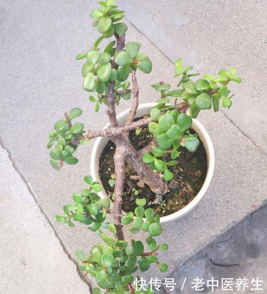 近期雨水多,散养金枝玉叶3个月没修整,枝条长,剪下来培育新株!