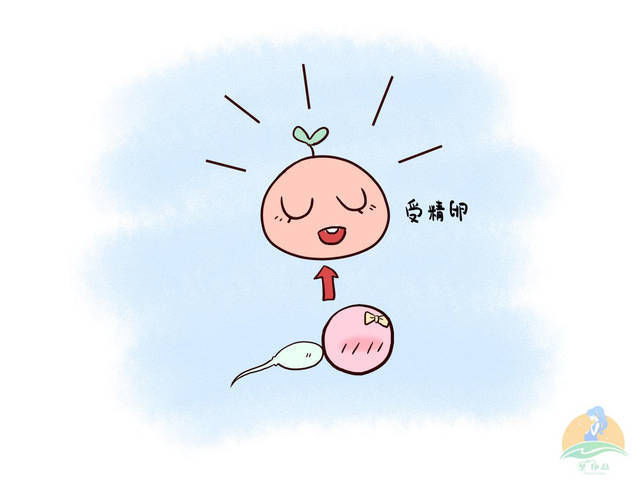 受精卵|若卵子排出后没有遇到精子，会去向何方别不好意思了解