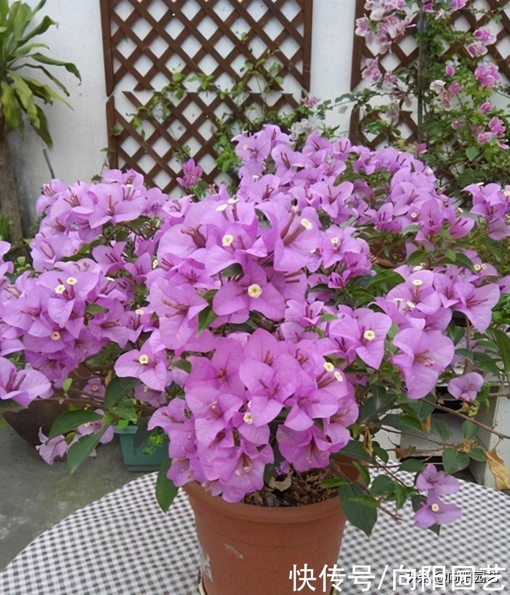 别人家的三角梅都开了，自己的还光秃秃，缺少肥料就不开花