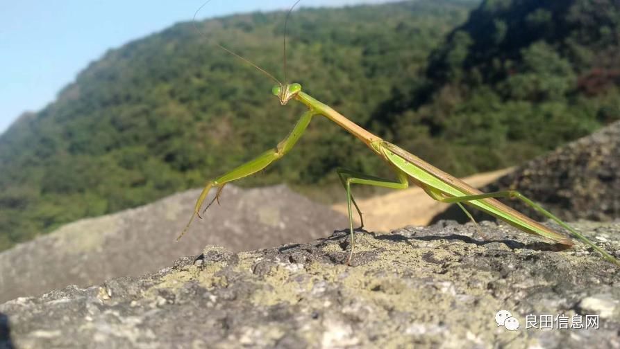 高峰|探寻揭西第一高峰附近的仙人塘古庵遗址