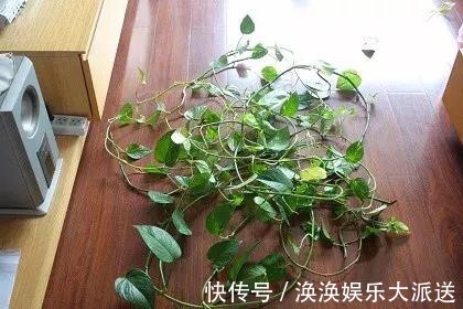 养花修剪“学问大”,老花匠教你怎么修剪,才能突突冒花!