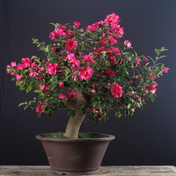 收藏|惊艳的6大盆景造型,中国植物艺术的巅峰,收藏起来