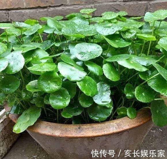 铜钱草“超爱”1种肥,半月浇1次,蹭蹭长爆盆,叶子比硬币大3倍