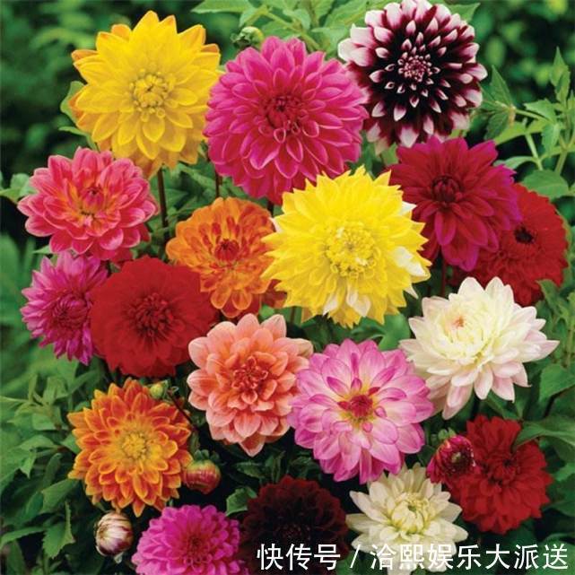 养护|它是“大花王”,开花如盆,花色美艳,养护简单,值得养一盆!