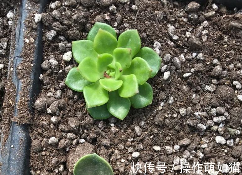 秋天来了,为了多肉的健康生长,快把你的多肉送上断头台吧