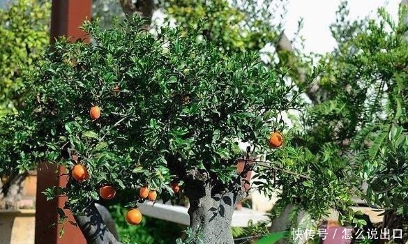 “值钱”的2种花,放家里养,越来越“富有”,第2种能卖上万!