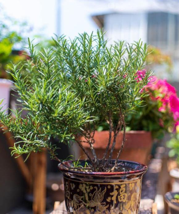 5种花卉，叶子臭味大，开花美醉了，炒菜太好吃了