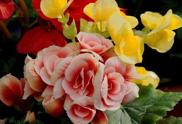 养花就养富丽多彩的，叶片翠绿晶莹剔透，花开似小玫瑰，美翻了