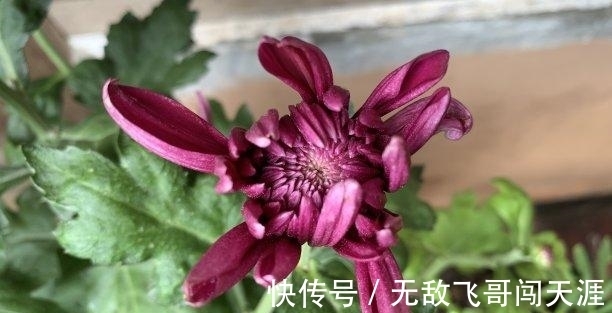 运势|下礼拜,好运降临,默默追求,主动出击,重燃爱火,互相欣赏