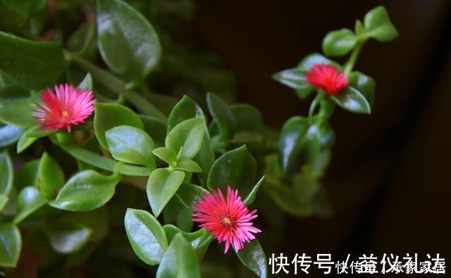 家里养花就养它，扔个枝条就生芽，长出大盆的菜，开出满满的花