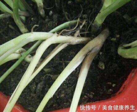 偷偷告诉你,高手养花必备“4个技巧”,养啥花都能“枝粗叶绿”!